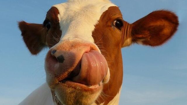 EU eist hardere maatregelen tegen mestoverschot