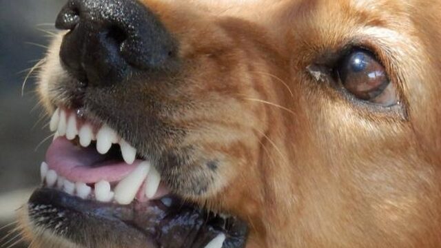 PvdA: baasje en trainer vechthond verplicht op cursus