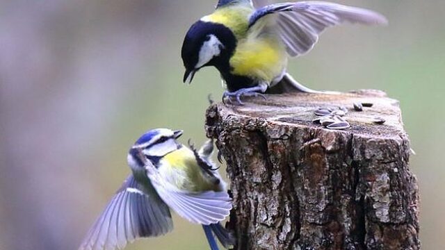 Beroerd broedseizoen kool- en pimpelmees