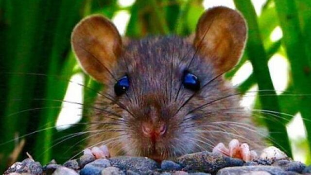 De rat rukt op in Nederland, en daarmee de ziekte van Weil