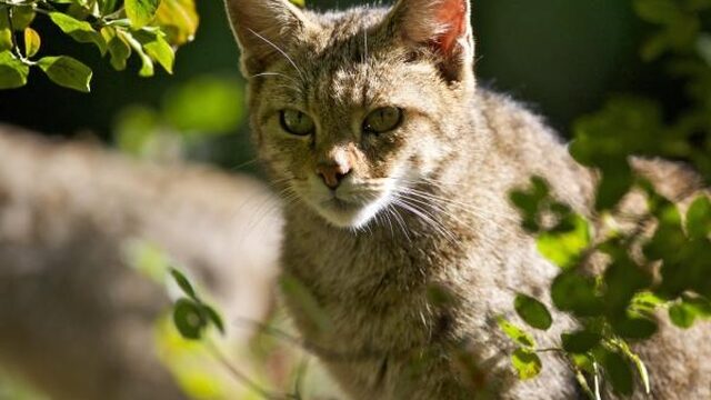 Wilde kat verdringt huiskat