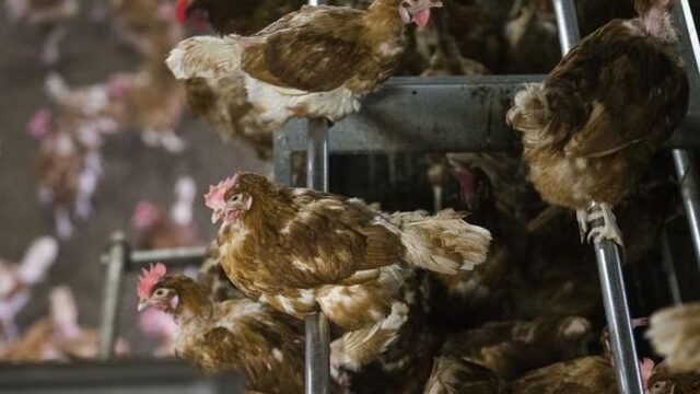 Dode vogels gevonden verspreid over het land