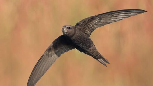 Gierzwaluw doet alles in de lucht: eten, seksen en slapen