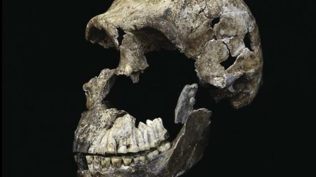 Homo naledi zet idee menselijke evolutie op z’n kop