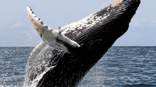 Vooral walvissen, dolfijnen en haaien sterven door toedoen van de mens