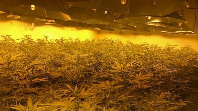 Feit of Fictie: kan cannabis kanker genezen?