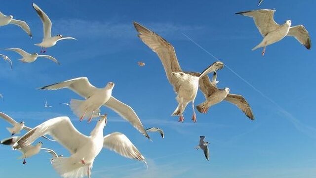 Onderzoek naar meeuwenoverlast mag