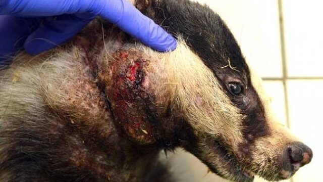 Meer dan 11.000 handtekeningen tegen wildlife crime