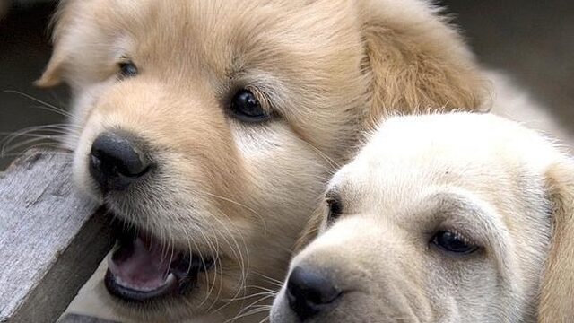 70.000 handtekeningen tegen foute puppyhandel