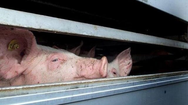 'Hitteprotocol veetransport moet worden aangepast'