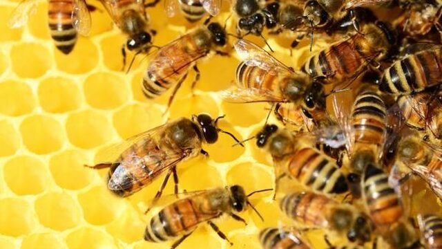 Te veel macht voor honingbij
