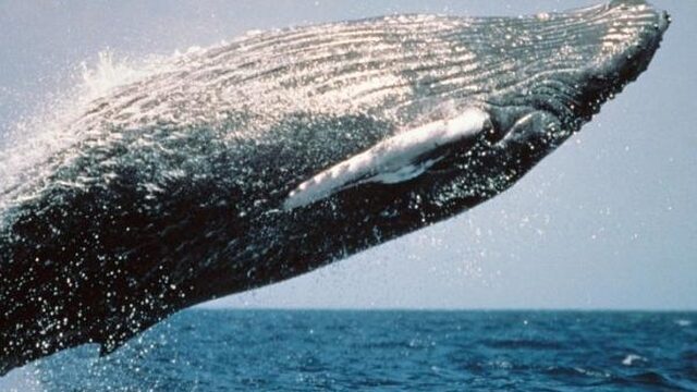 Het gaat goed met de bultrug