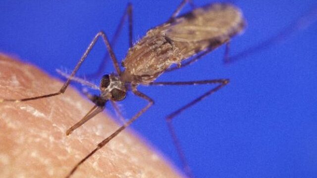 Wetenschappers gaan malaria te lijf met zweetlucht
