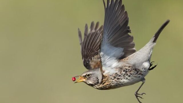 Zeldzaam broedgeval kramsvogels geregistreerd