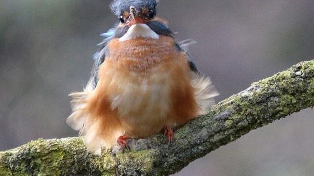 Hoe overleven vogels de storm?