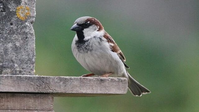 Huismus opnieuw op nummer 1