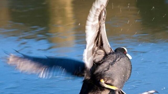 10x glibberen op het ijs