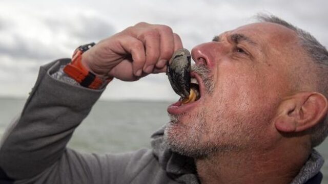 Mosselen en oesters in deel Oosterschelde nog giftig