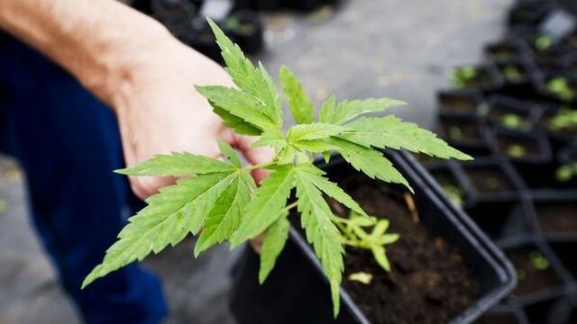 Kamermeerderheid voor gereguleerde wietteelt