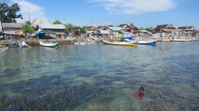 Zeegras ruimt vervuiling in de oceaan op