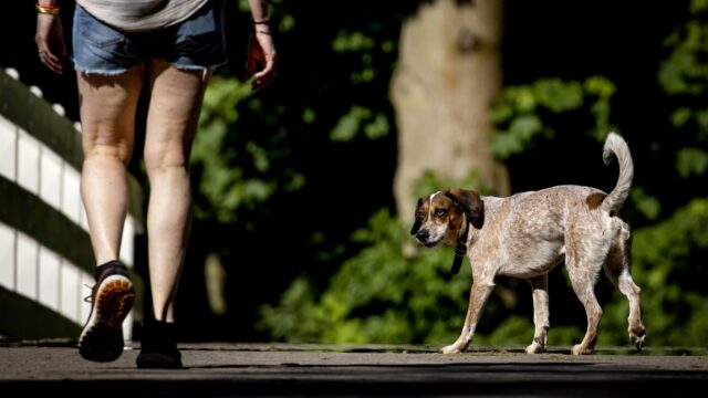 Hebben honden eigenlijk tijdsbesef?