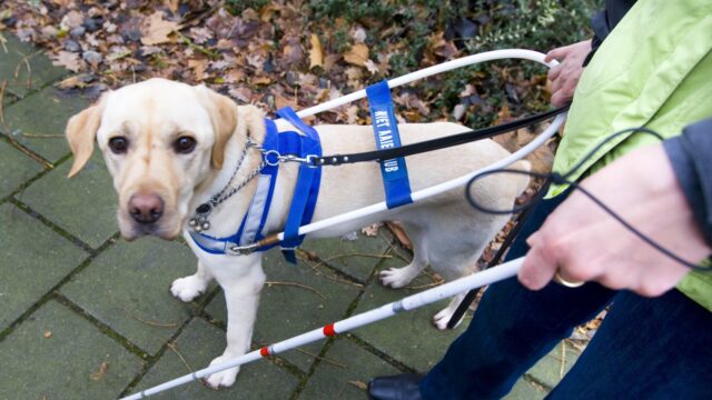 Kan iedere hond een hulphond worden?