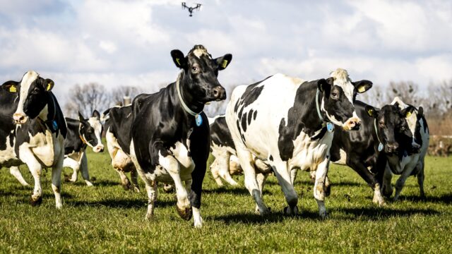 Wat zal nieuw 'startpakket' stikstofcrisis bewerkstelligen? 'Eerst natuur op orde, dan versoepelen'