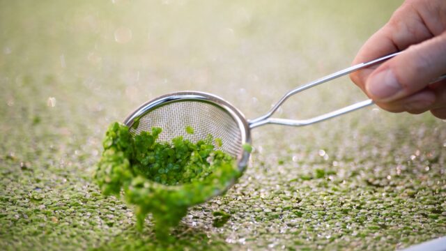 Plantaardige eiwitten kunnen helpen tegen klimaatverandering 'zonder dat consument het merkt'