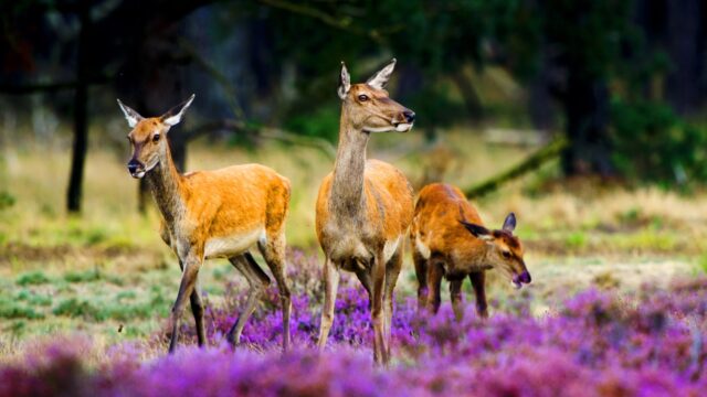 Waarom mag groot wild zich niet verspreiden door het land?