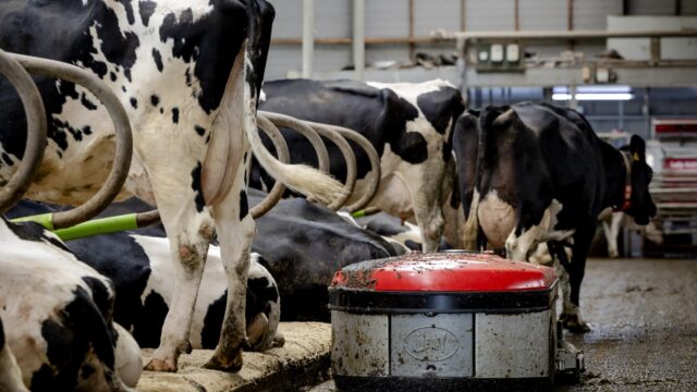 Stikstofbeleid moet zorgen voor 'beter verdienmodel' voor boeren: 'Niets doen kost meer'