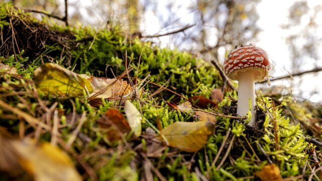Worden dieren ook high als ze paddestoelen in het bos eten?