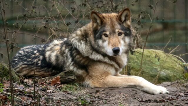 Hoe ver staat de hond daadwerkelijk af van de wolf?