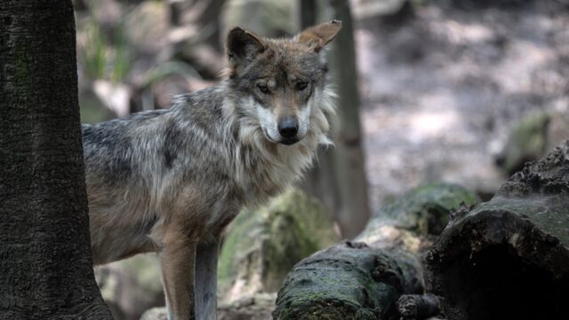 Welke maatregelen zijn nodig voor de wolf? 'Dit is een onhoudbare situatie voor zowel wolf als mens'