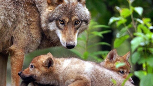 'Past de wolf in Nederland? Dat bepaalt de wolf zelf'