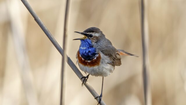 Passen zangvogels hun zang aan op waar ze zich op dat moment bevinden?