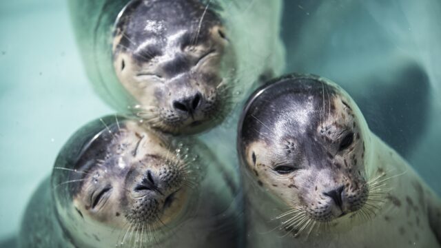 Wat heeft Pieterburen kunnen betekenen voor de zeehondenpopulatie?