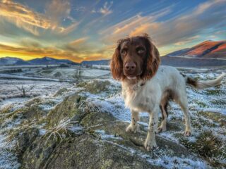 Max The Miracle Dog verovert Britse harten