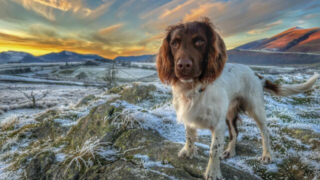 Max The Miracle Dog verovert Britse harten