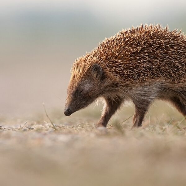 Egels uit winterslaap: droge zomers en zachte winters zijn funest