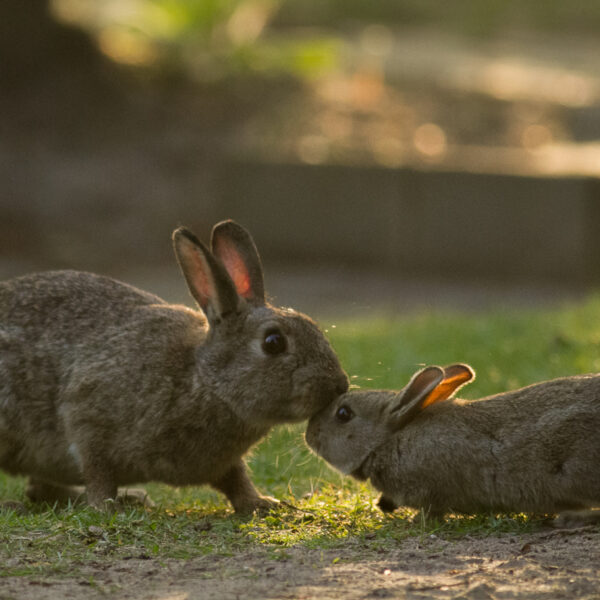 Verdwijnt het konijn uit Nederland?