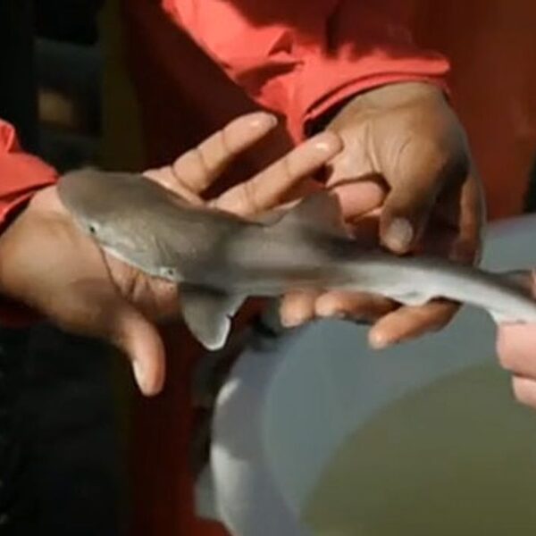 Waddenzee is kraamkamer voor haaien