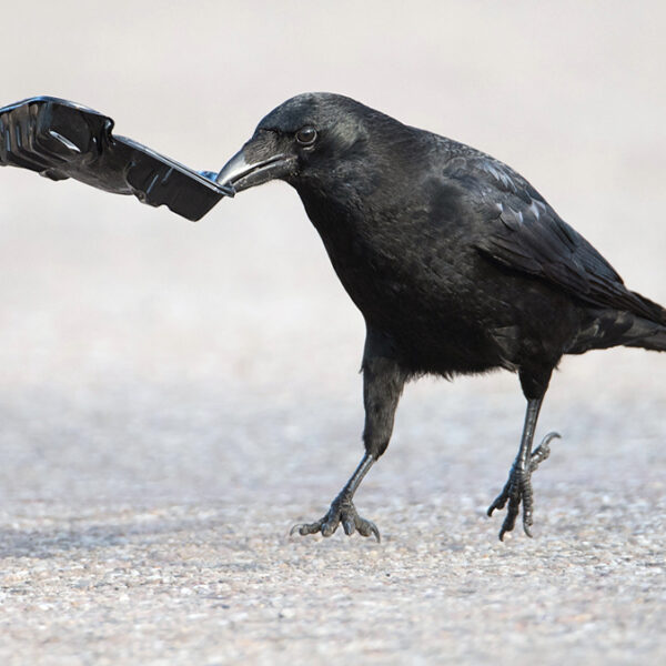 'Dieren kunnen ook minder slimme dingen doen'