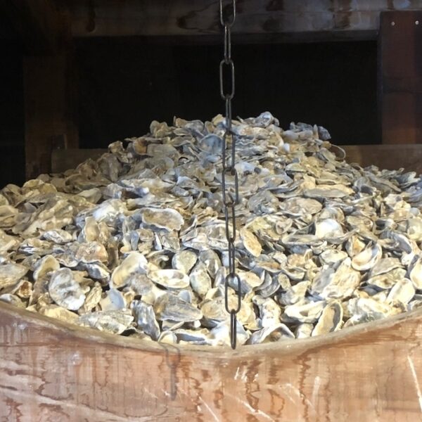 Poeder van oesterschelpen moet nieuwe oesters aantrekken