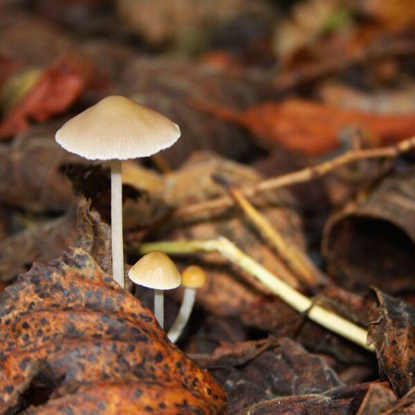 Stikstof verstoort relaties tussen schimmels en planten