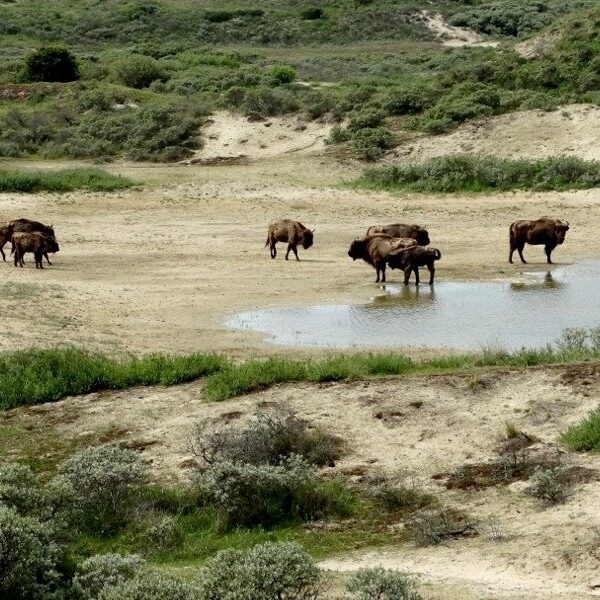 Hardlopen in de Kennemerduinen: 'Schitterend, in alle opzichten en ontroerend mooi'