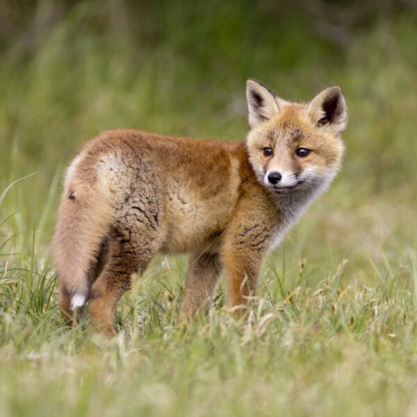 Tamme vos? Jaag hem weg!