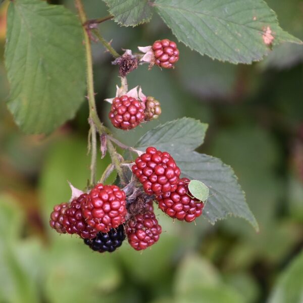 Een paars melkgebit: 'Ik was verslaafd aan bramen'