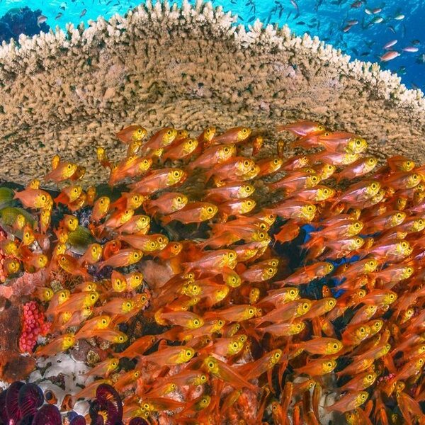 Prachtige beelden van de kraamkamer van onze oceanen: de Koraaldriehoek