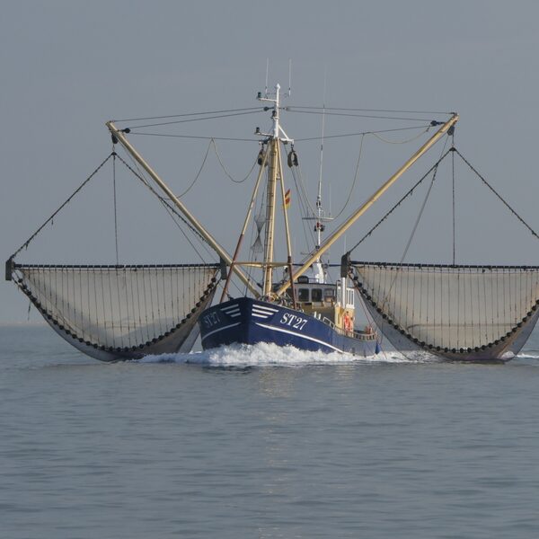 Verbod op garnalenvisserij delen Waddenzee