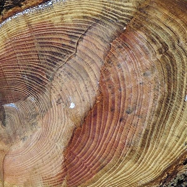 Jaarringen van een boom vertellen meer dan alleen de leeftijd